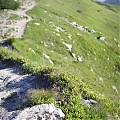 Rohacze