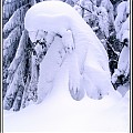 śnieżny ptaszek:)