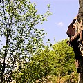 Nosorożec