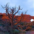 Arches