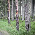 Morskie Oko